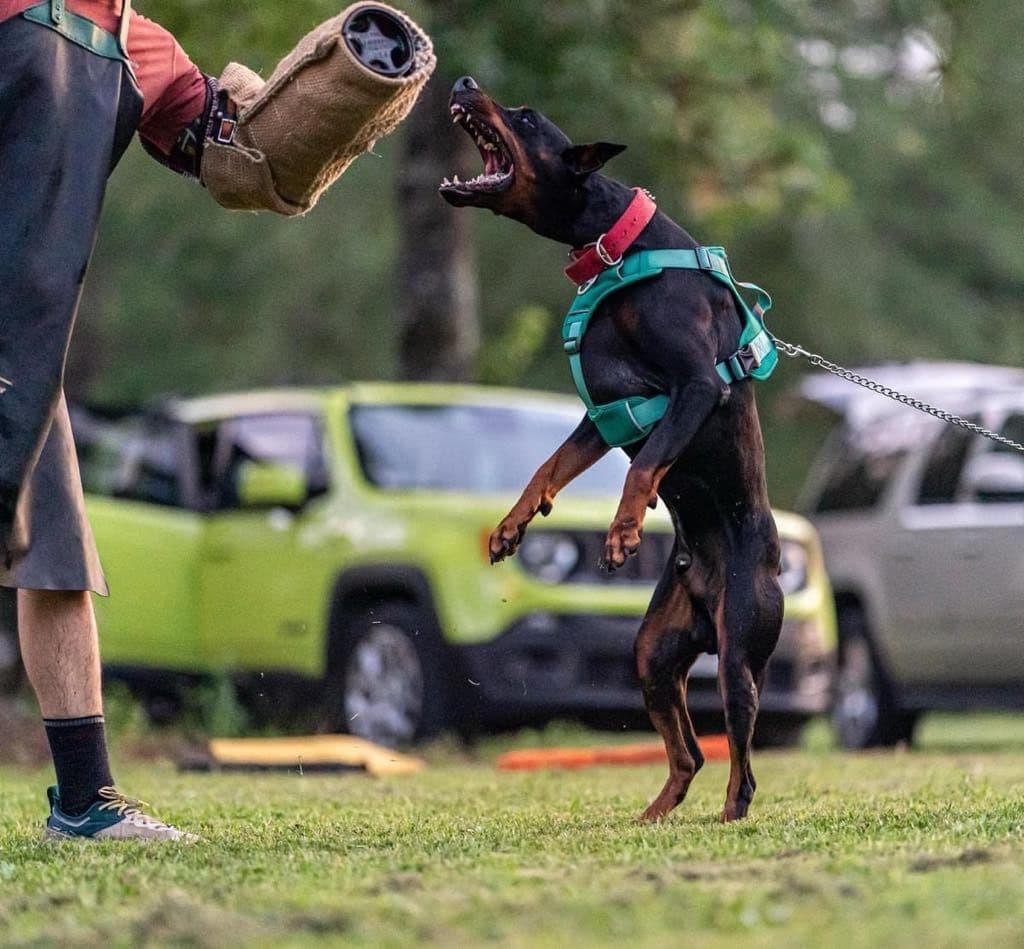 Doberman Pinscher Puppies breeder image 5