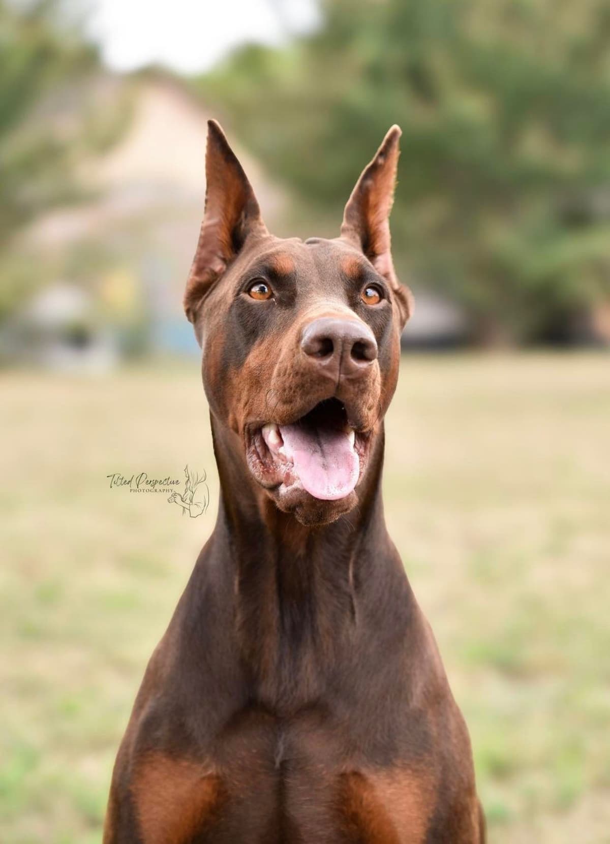Doberman Pinscher Puppies breeder image 9