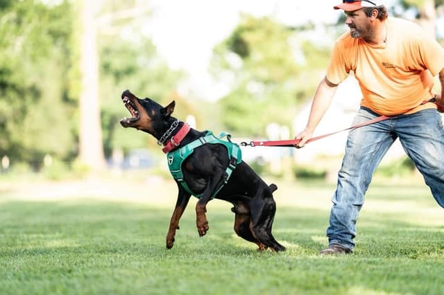 Doberman Pinscher Puppies media 12
