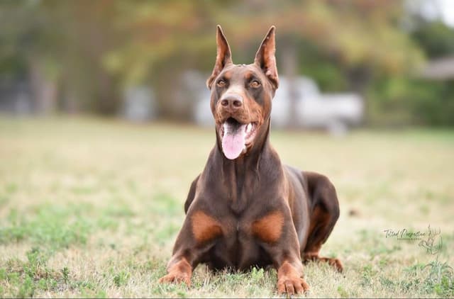 Doberman Pinscher Puppies media 14