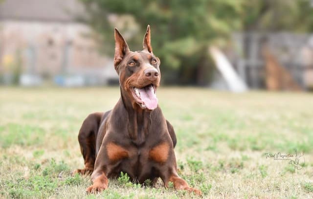 Doberman Pinscher Puppies media 15