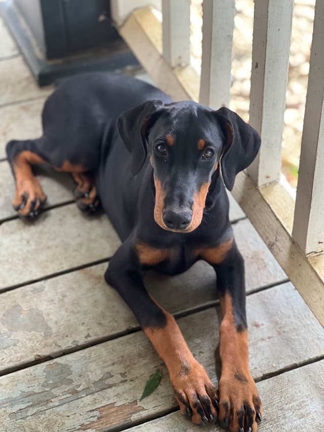 Doberman Pinscher Puppies media 2