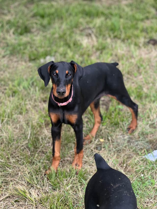 Doberman Pinscher Puppies media 3