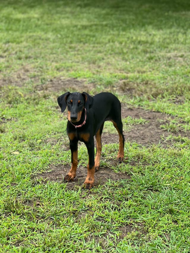 Doberman Pinscher Puppies media 4