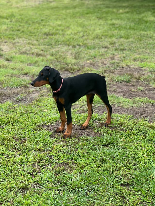 Doberman Pinscher Puppies media 5