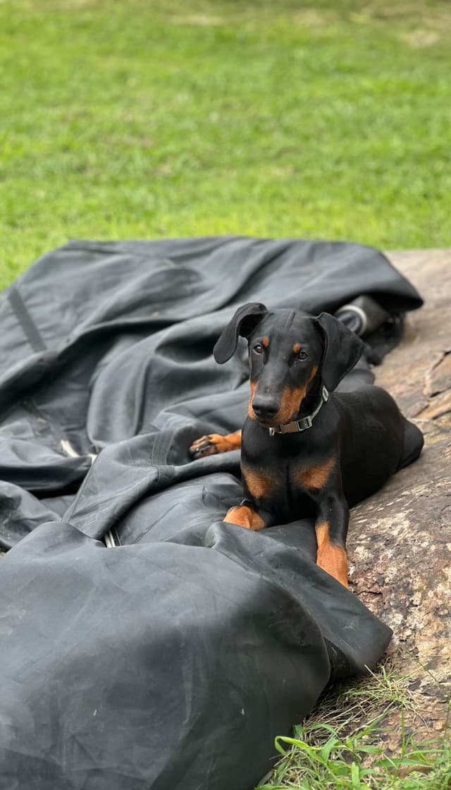 Doberman Pinscher Puppies media 6