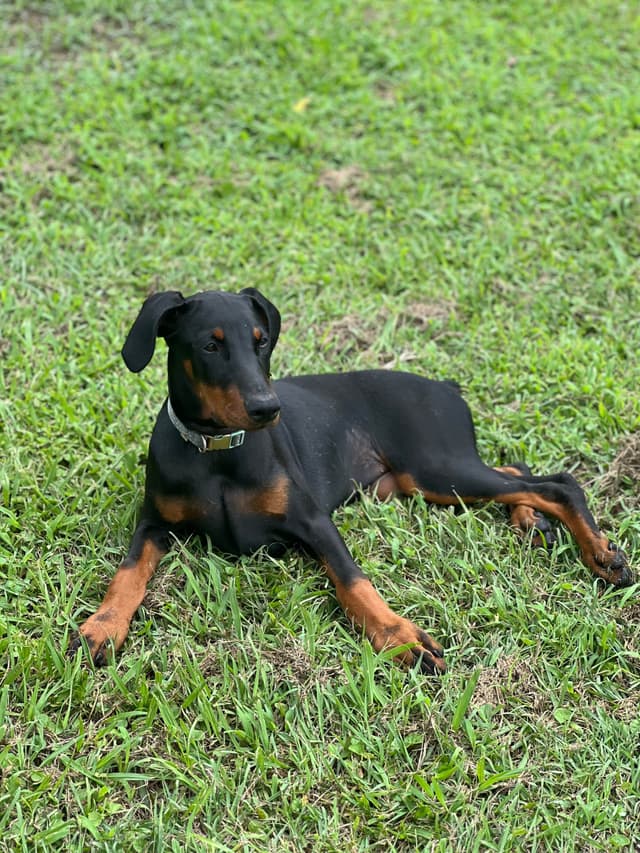 Doberman Pinscher Puppies media 8