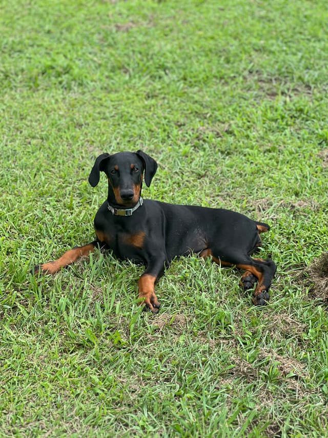 Doberman Pinscher Puppies media 7