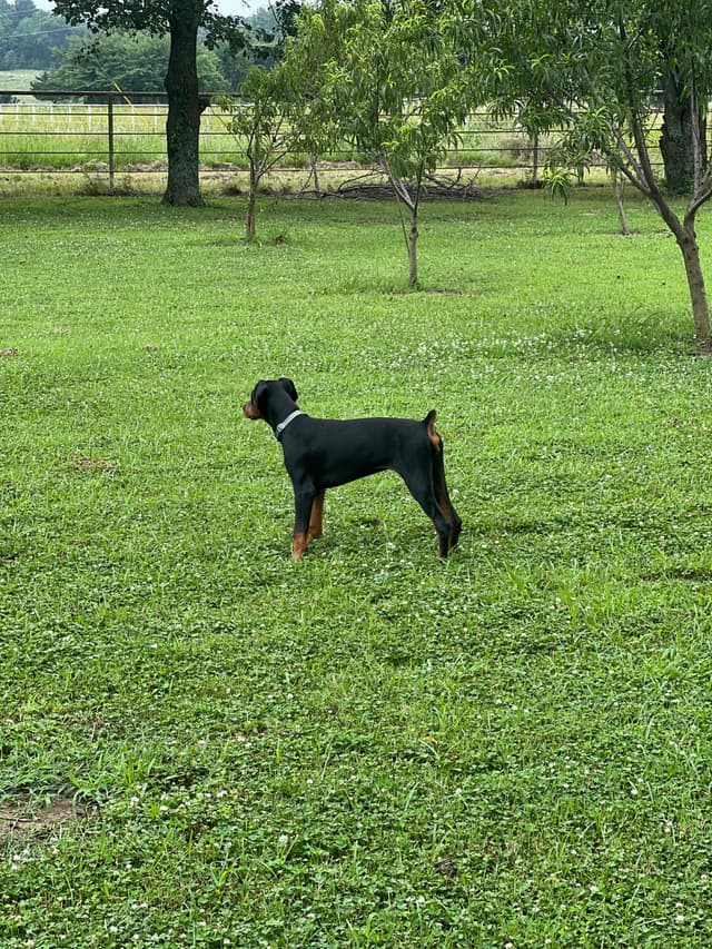 Doberman Pinscher Puppies media 9