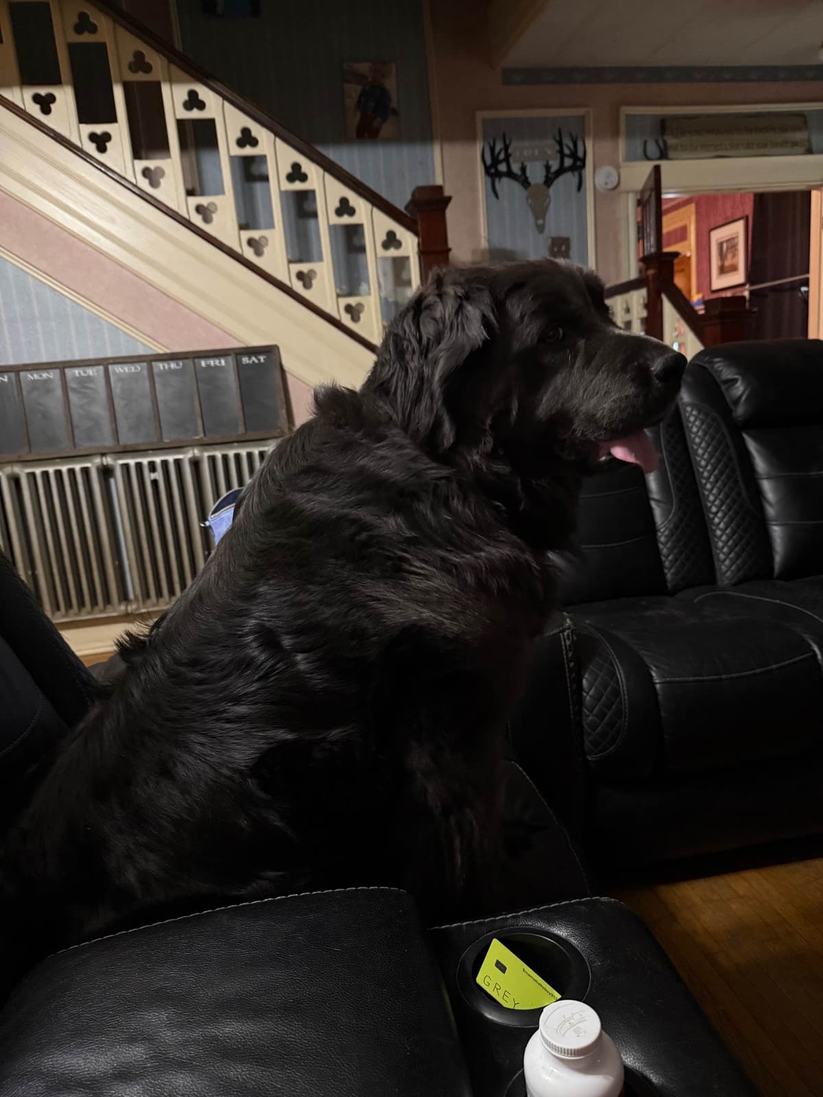 Newfoundland Puppies “”Last Puppy” breeder image 7