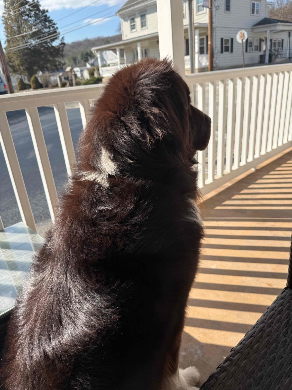 Newfoundland Puppies “”Last Puppy” breeder image 5