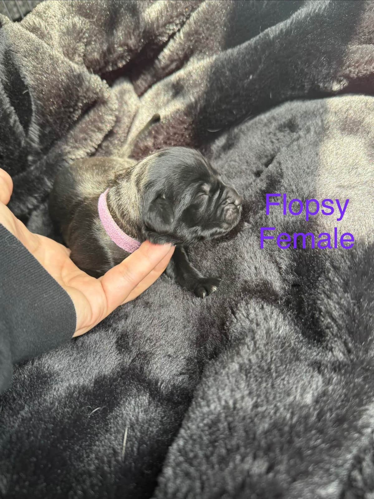 Newfoundland Puppies “”Last Puppy” breeder image 8
