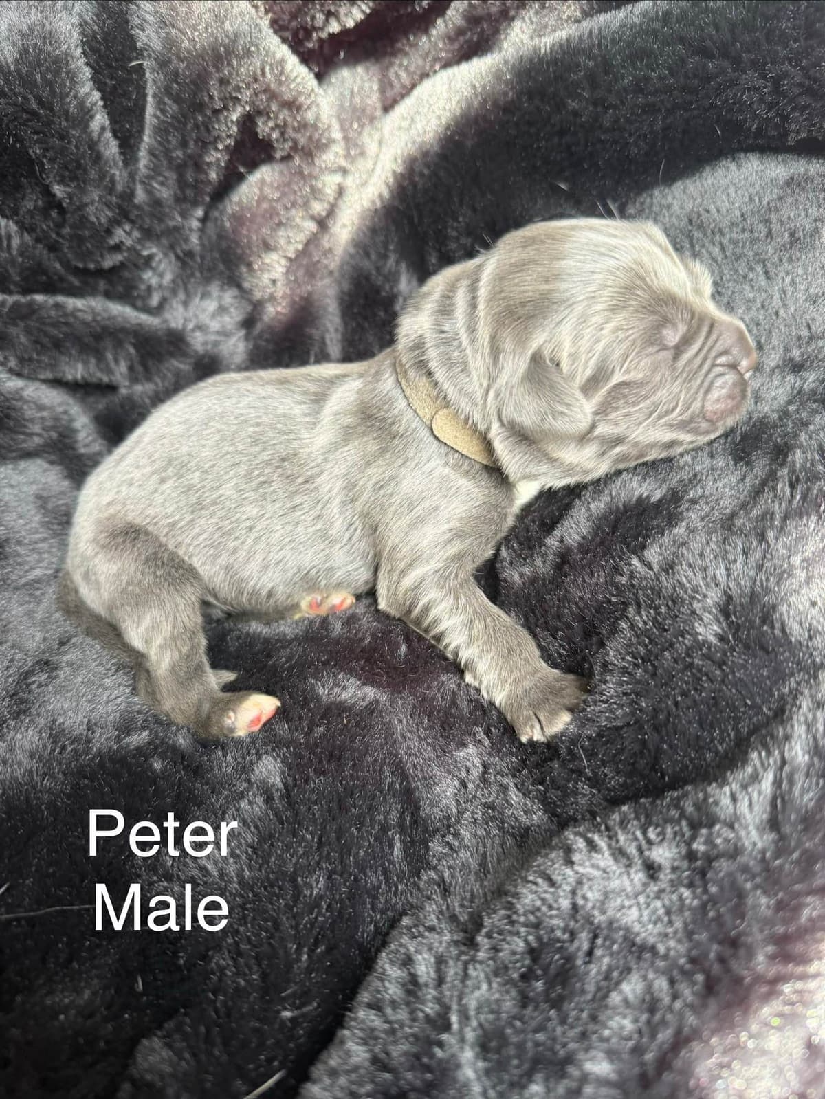 Newfoundland Puppies “”Last Puppy” breeder image 9