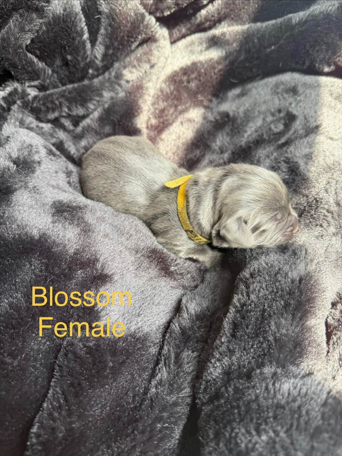 Newfoundland Puppies “”Last Puppy” breeder image 11