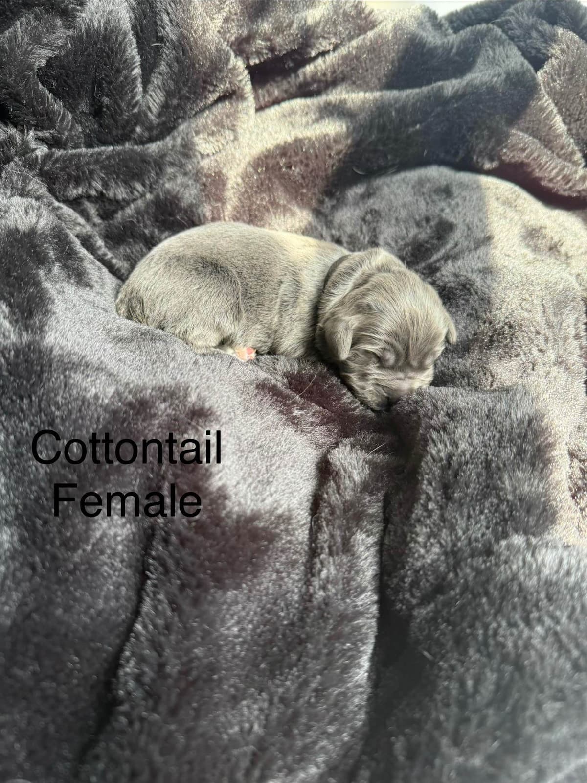 Newfoundland Puppies “”Last Puppy” breeder image 10