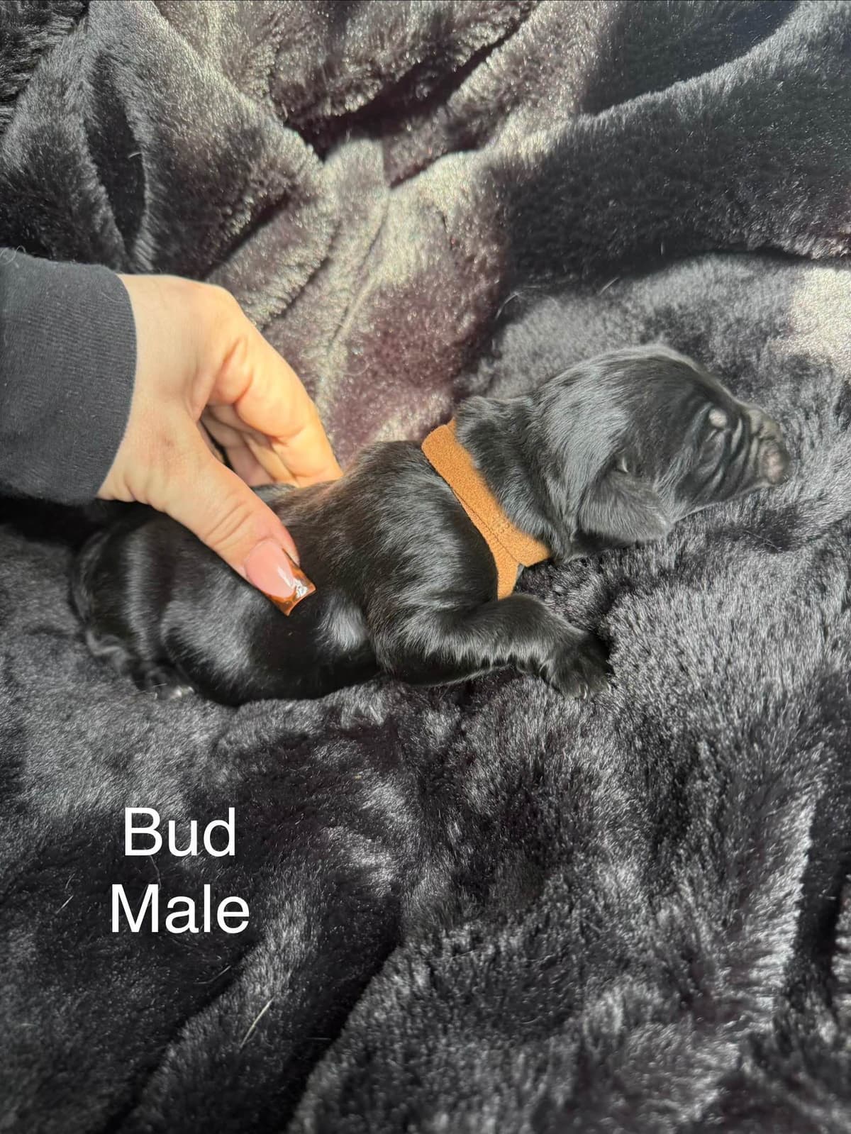 Newfoundland Puppies “”Last Puppy” breeder image 12