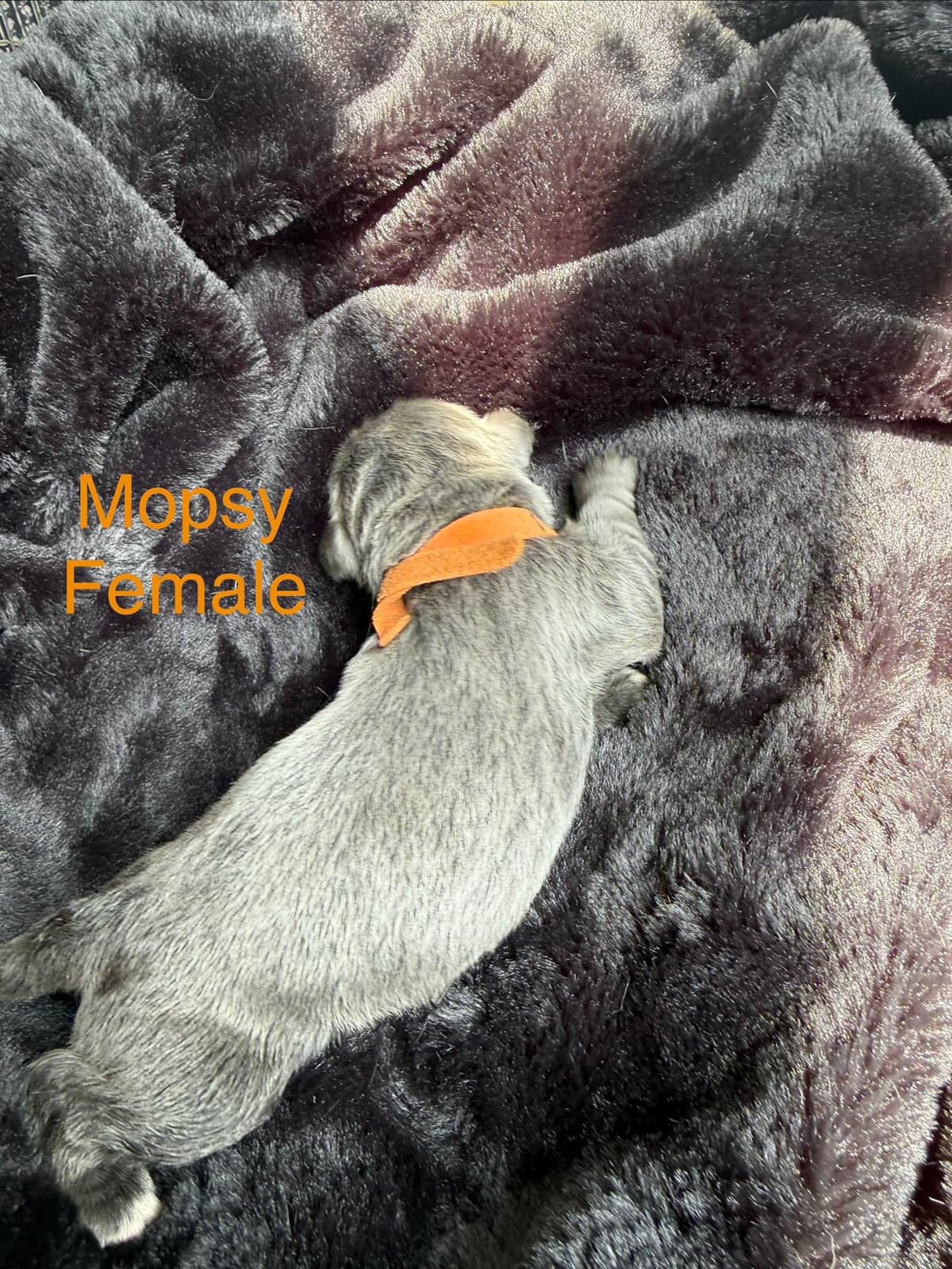 Newfoundland Puppies “”Last Puppy” breeder image 13