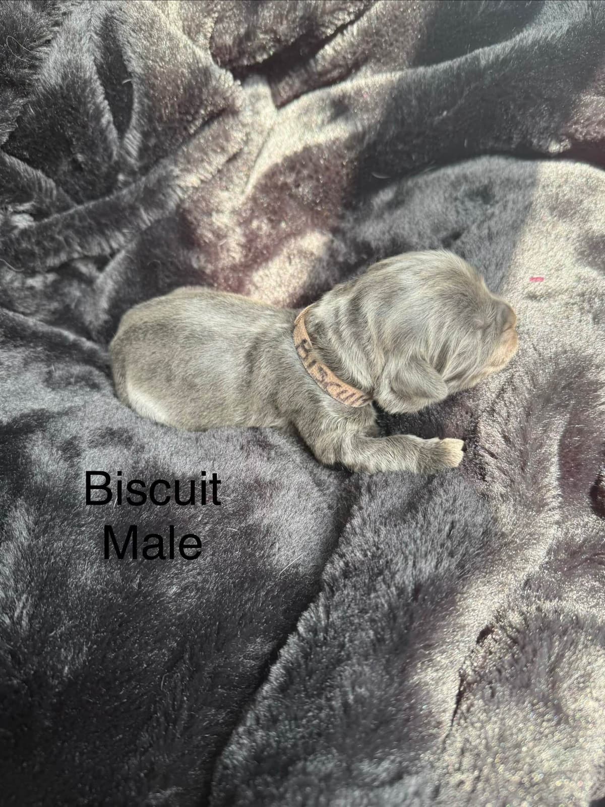 Newfoundland Puppies “”Last Puppy” breeder image 15