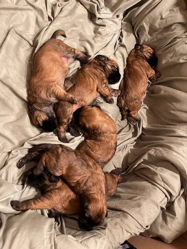Soft Coated Wheaten Terrier Puppies media 2