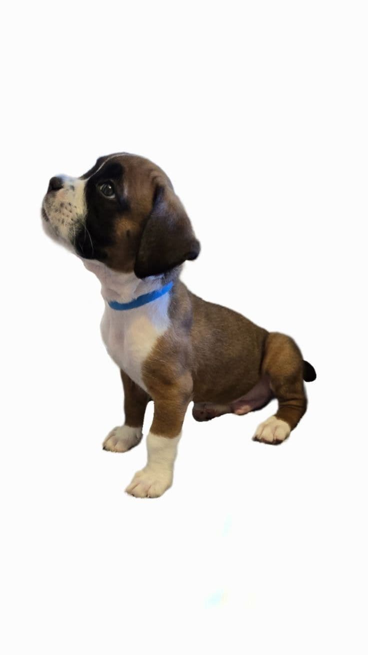 AKC Boxer puppy breeder image 1