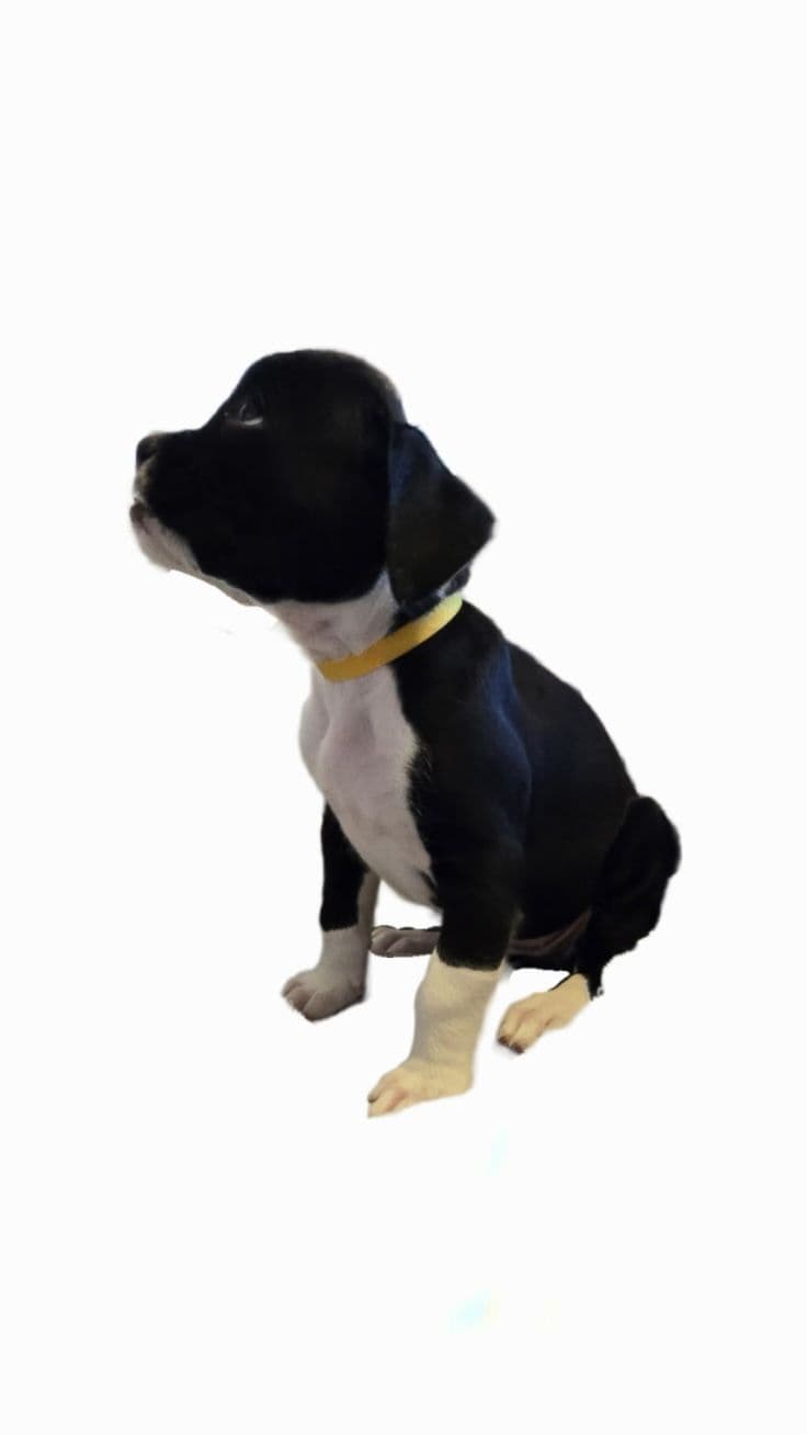 AKC Boxer puppy breeder image 4