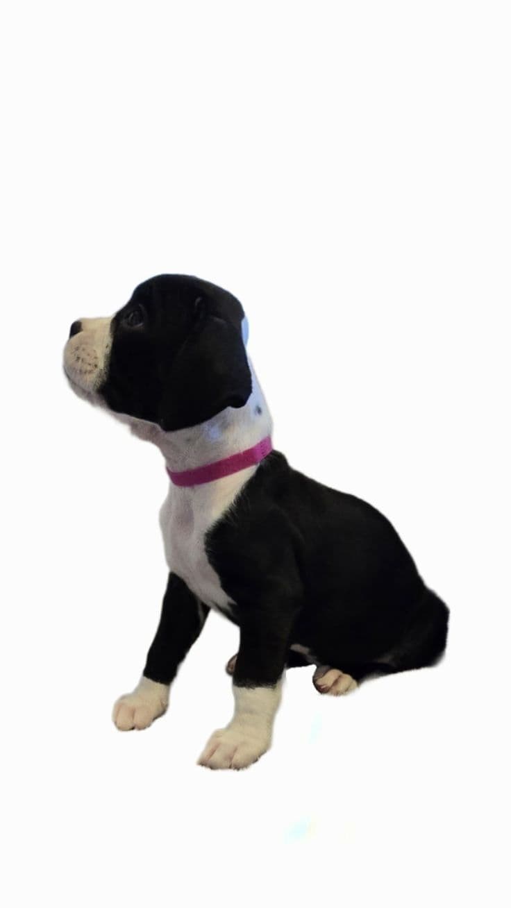 AKC Boxer puppy breeder image 5