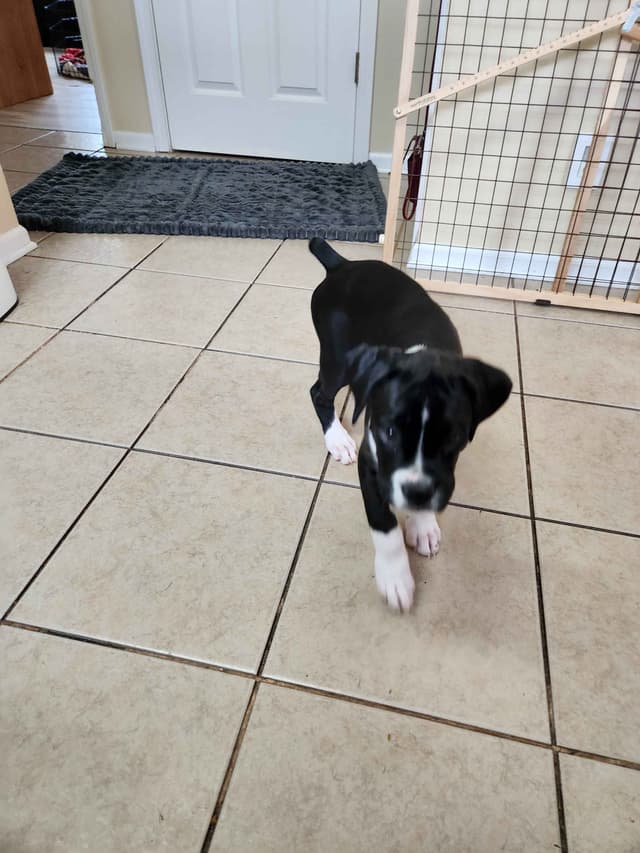 AKC Boxer puppy media 2