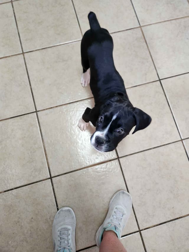 AKC Boxer puppy media 3