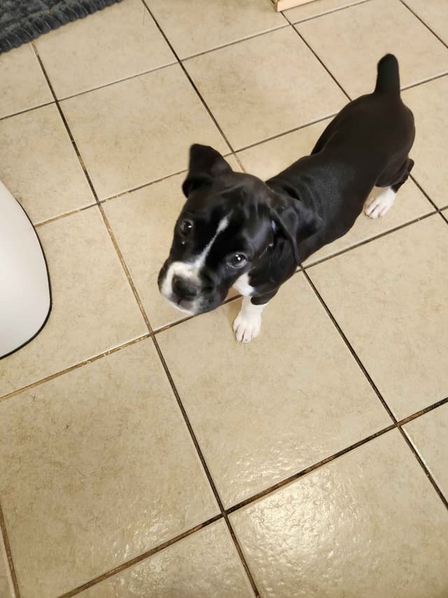 AKC Boxer puppy media 4