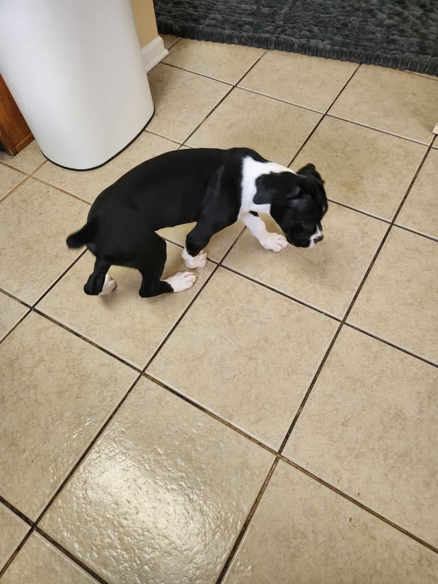 AKC Boxer puppy media 5