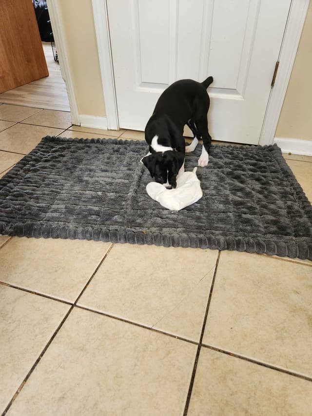 AKC Boxer puppy media 6