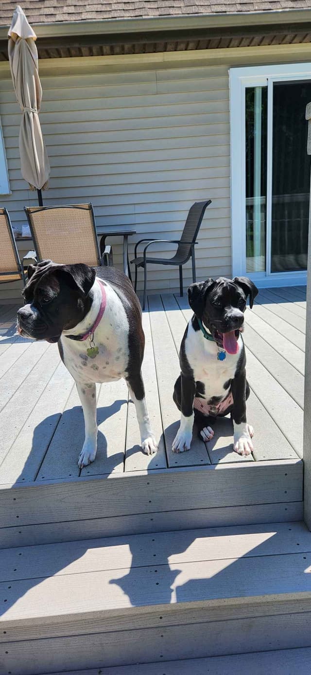 AKC Boxer puppy media 7