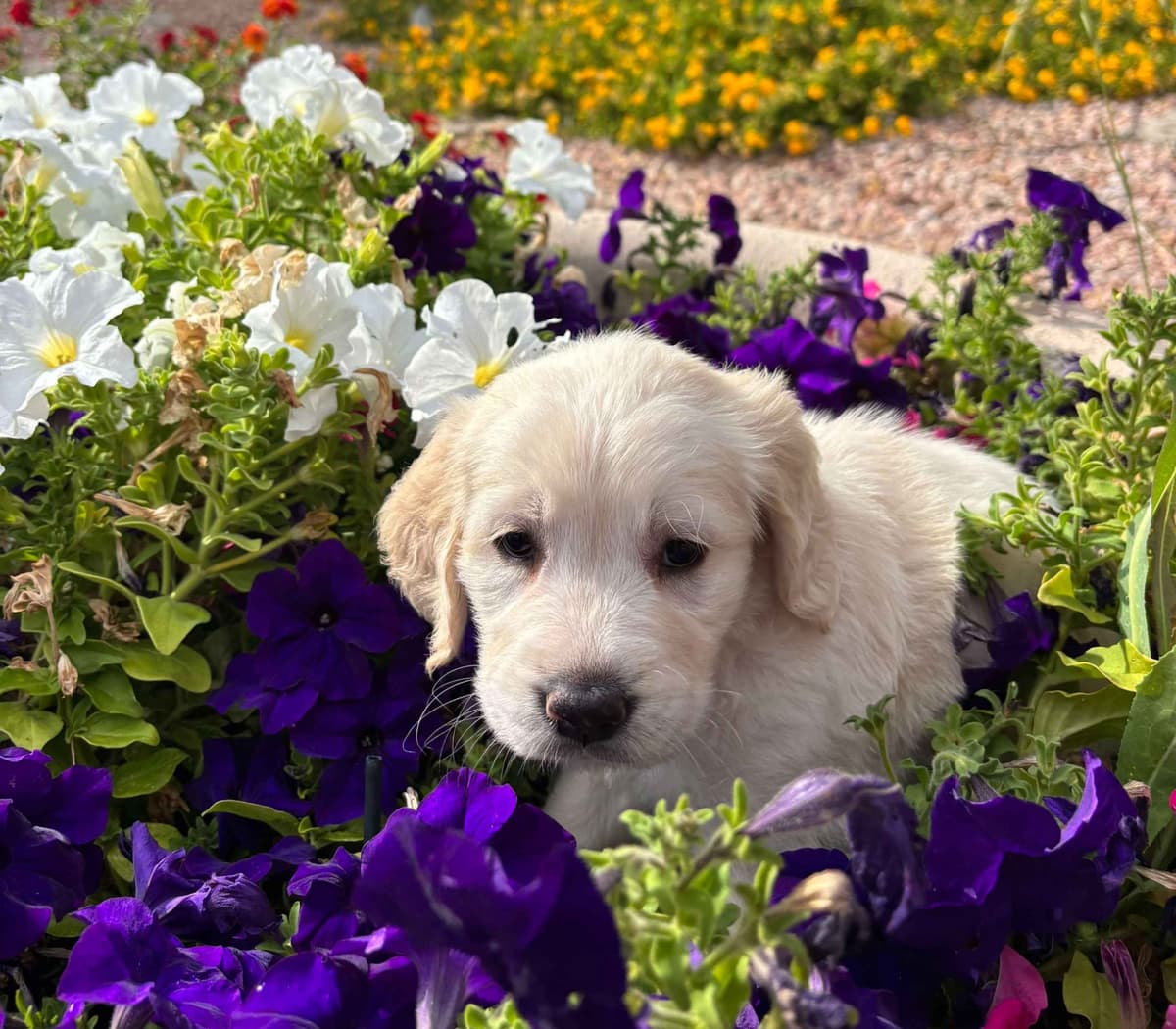 Golden Retriever Puppies breeder image 1