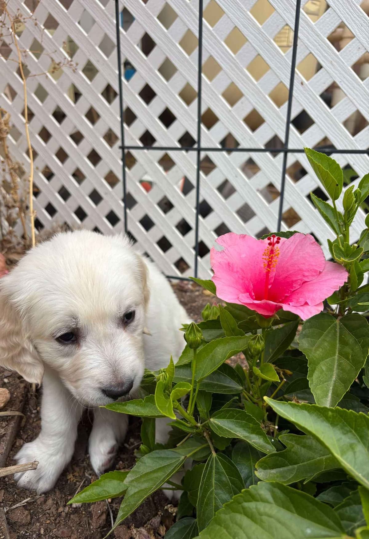 Golden Retriever Puppies breeder image 2
