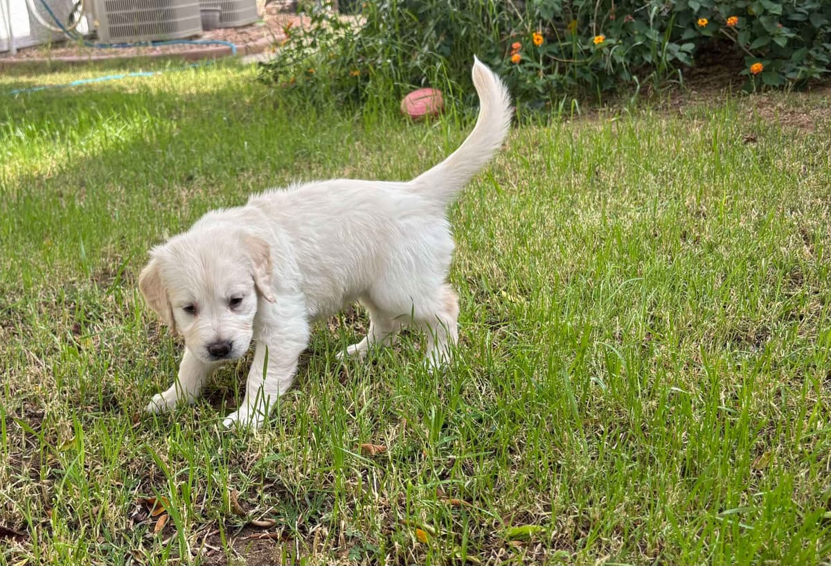 Golden Retriever Puppies breeder image 4