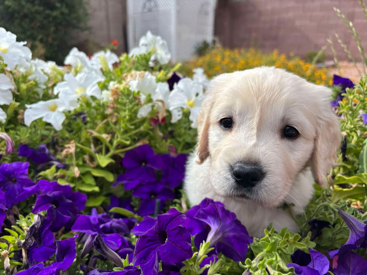 Golden Retriever Puppies breeder image 5