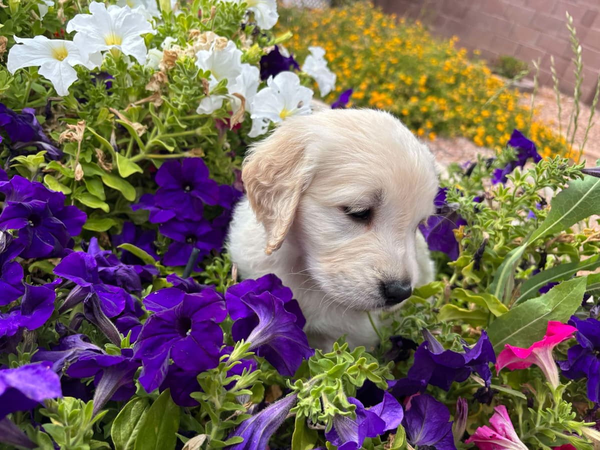 Golden Retriever Puppies breeder image 6