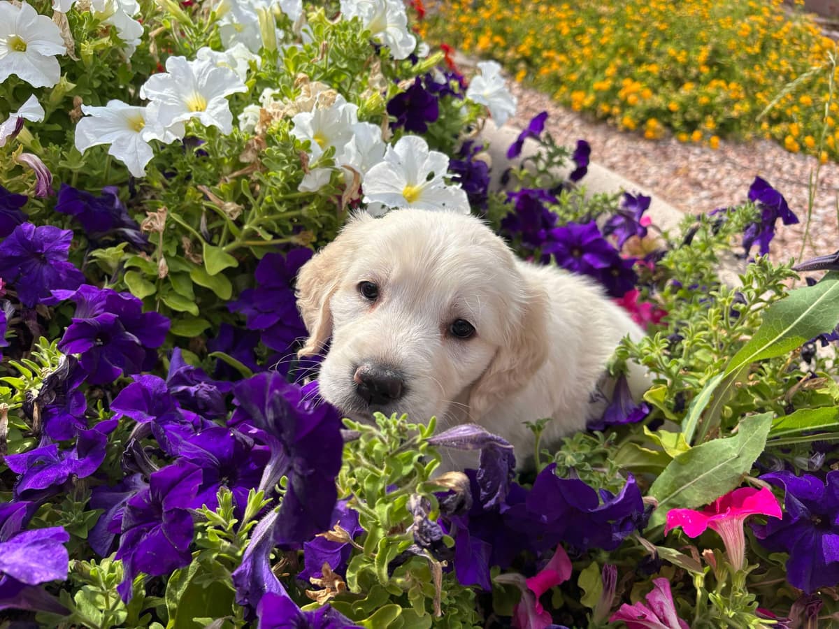Golden Retriever Puppies breeder image 7