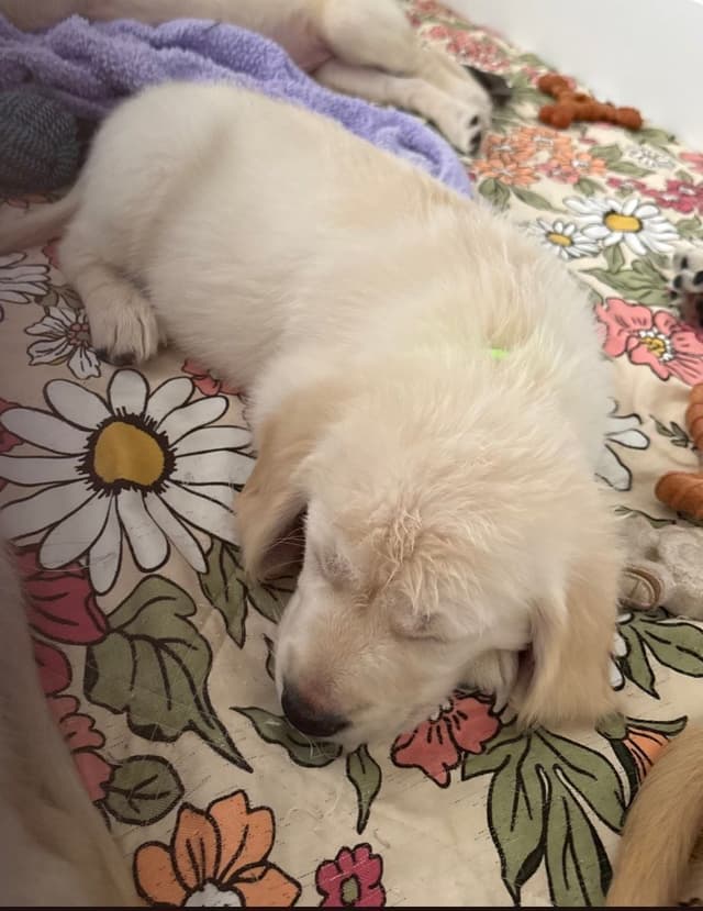 Golden Retriever Puppies media 2