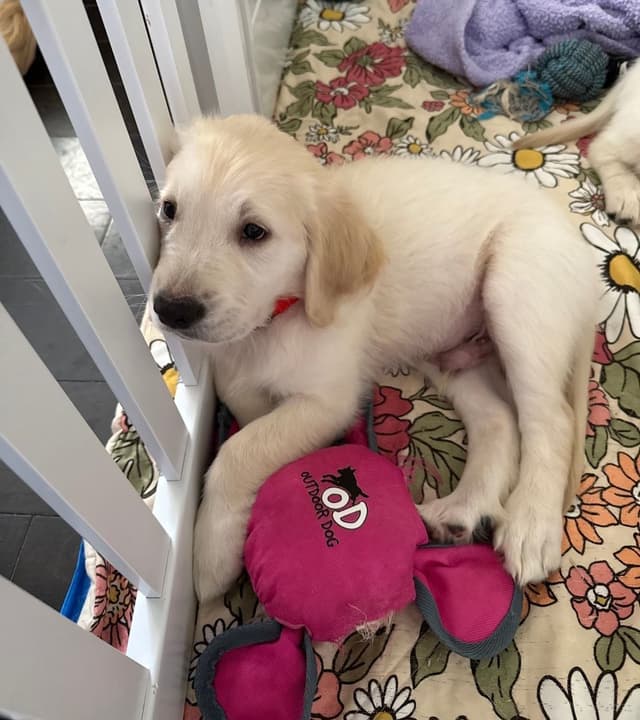 Golden Retriever Puppies media 3