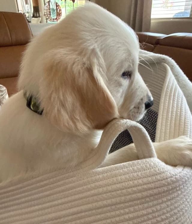Golden Retriever Puppies media 4