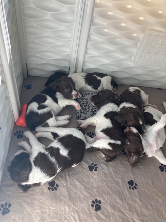 Brittany Puppies media 6