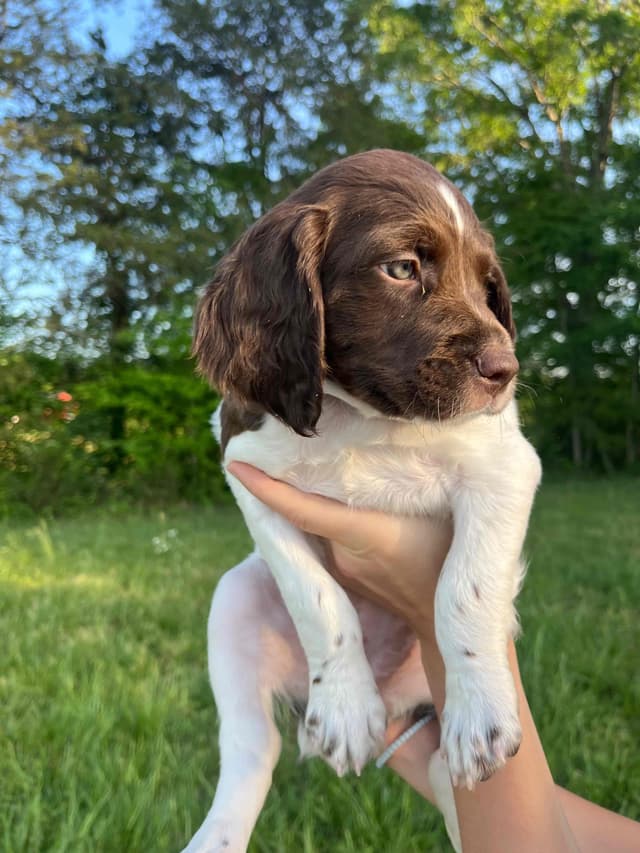Brittany Puppies media 2
