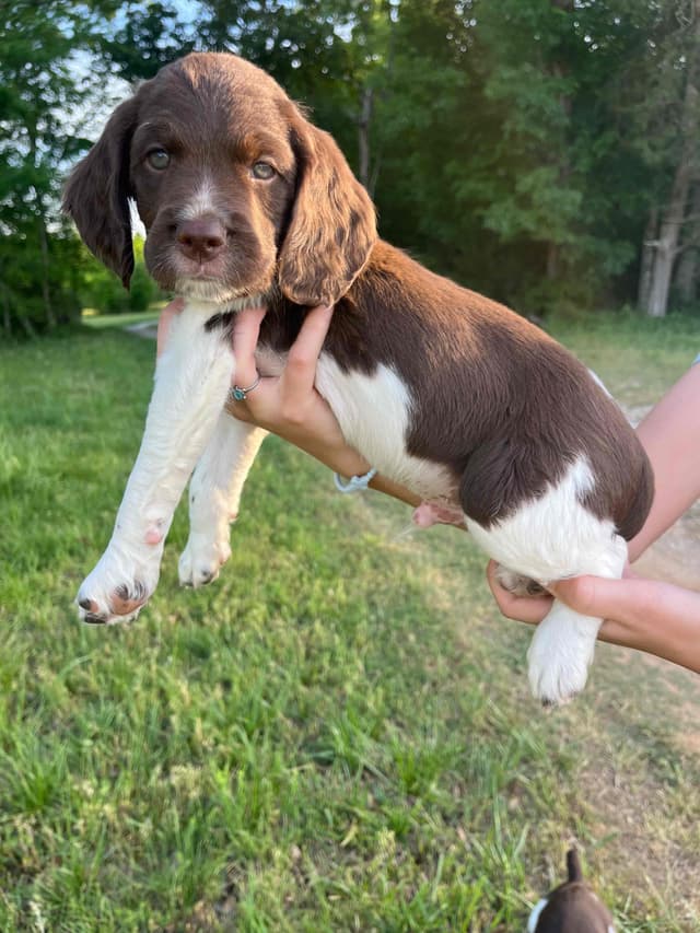 Brittany Puppies media 5