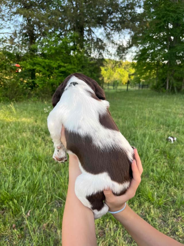 Brittany Puppies media 4