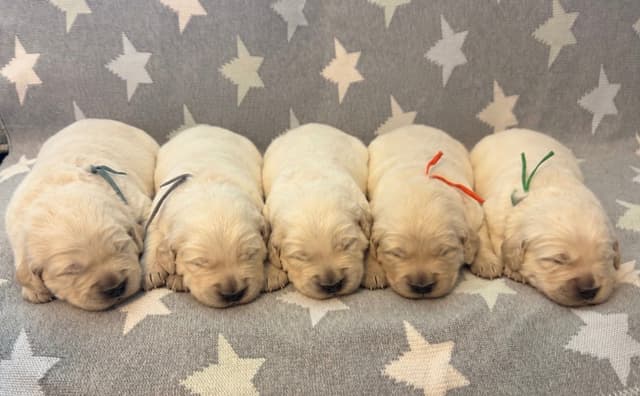 Golden Retriever Puppies media 6