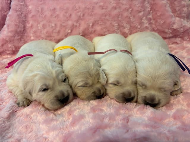 Golden Retriever Puppies media 7
