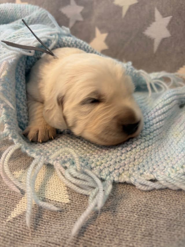 Golden Retriever Puppies media 8