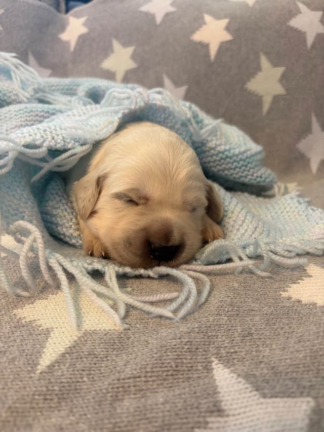 Golden Retriever Puppies media 10