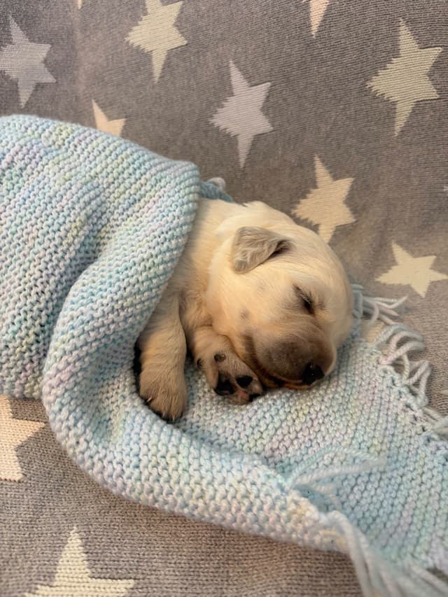 Golden Retriever Puppies media 9